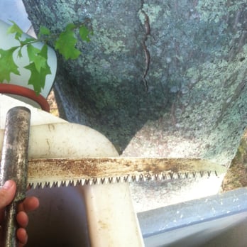 CW Arborists - Measuring the extent of a new split in this Oak. - Tree Services Near Me - Guilford, Connecticut