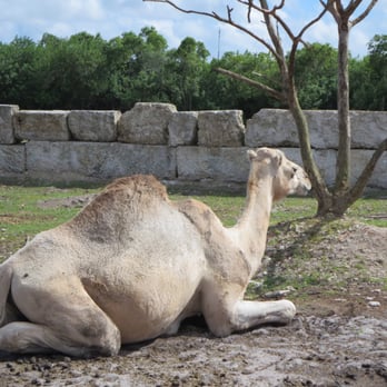 Everglades Outpost - Camel - Zoos Near Me - Homestead, Florida Everglades Outpost - Camel - Zoos Near Me - Homestead, Florida