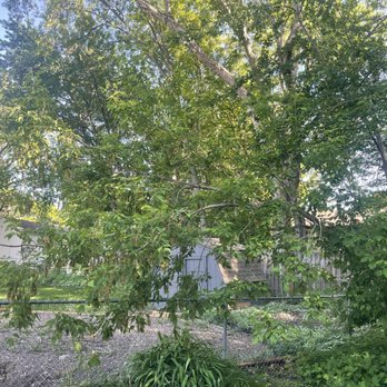 MN Tree Solutions - The sideways trees - Tree Services Near Me MN Tree Solutions - The sideways trees - Tree Services Near Me