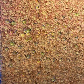 Lei Kava - Flower wall - Coffee & Tea Near Me - Winter Springs, Florida Lei Kava - Flower wall - Coffee & Tea Near Me - Winter Springs, Florida