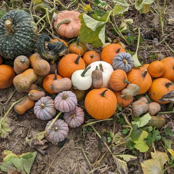 Oak Hill Tree Farm - Pumpkin Patches Near Me - Crawfordsville, Indiana Oak Hill Tree Farm - Pumpkin Patches Near Me - Crawfordsville, Indiana