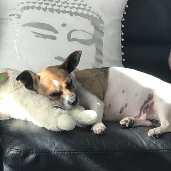 Jack Russell Network - Pet Adoption Near Me