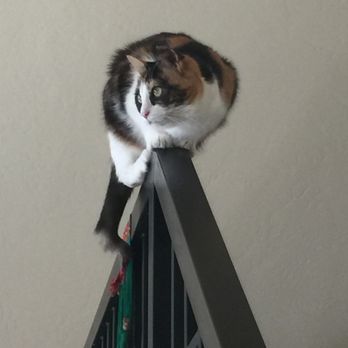 Happy Tails Travel - Desireecat takes the big new of her new home. - Travel Services Near Me Happy Tails Travel - Desireecat takes the big new of her new home. - Travel Services Near Me