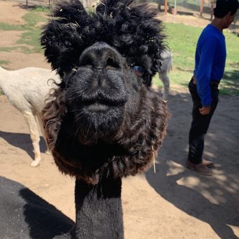 Canzelle Alpacas - Farms Near Me - Carpinteria, California Canzelle Alpacas - Farms Near Me - Carpinteria, California