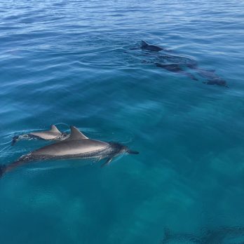 Na Pali Experience - Dolphins - Boating Near Me - Kekaha, Hawaii Na Pali Experience - Dolphins - Boating Near Me - Kekaha, Hawaii