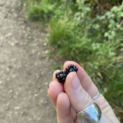 Hampstead Heath - Sooo many berries along the trail's edge