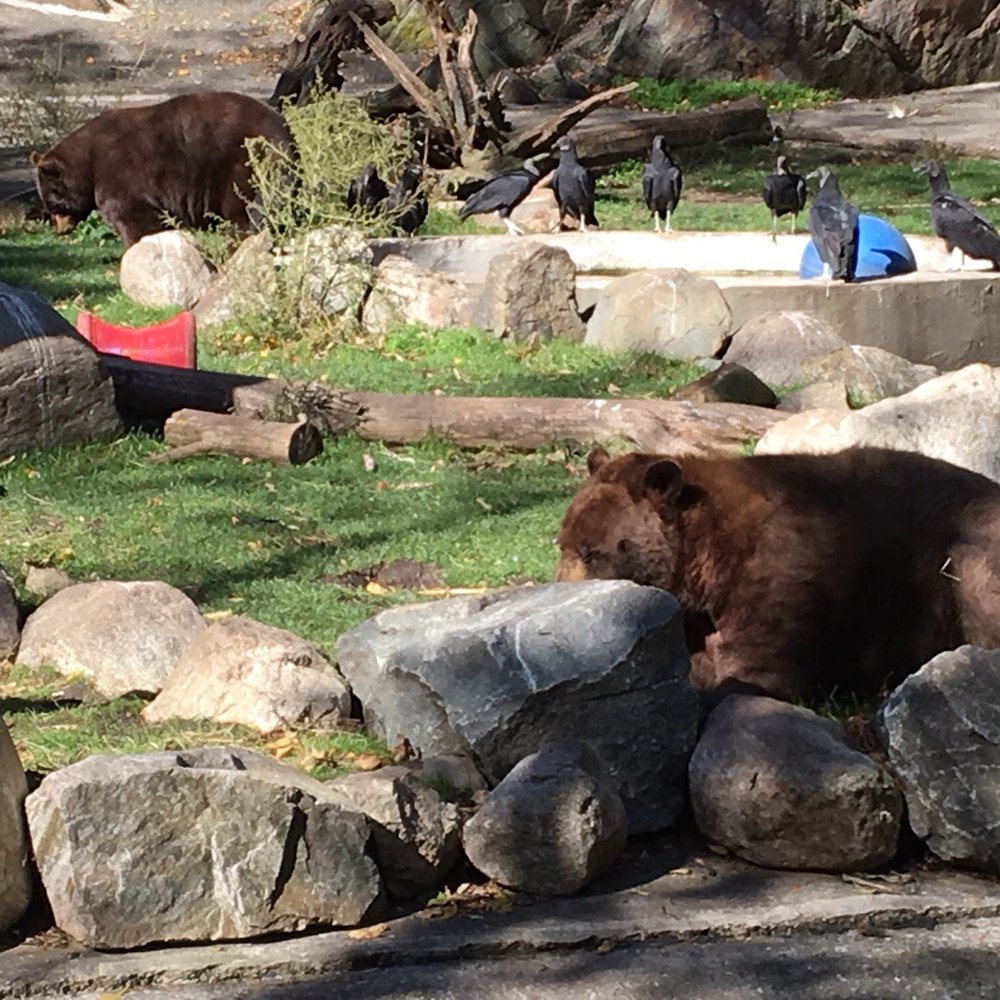Bears (the park features rescue animals) Bears (the park features rescue animals)