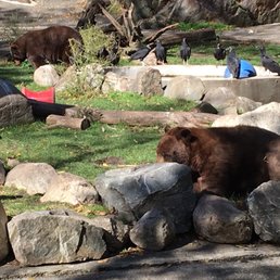 Bears (the park features rescue animals)
