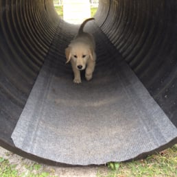 8 weeks and learning to go threw the tunnels! 8 weeks and learning to go threw the tunnels!