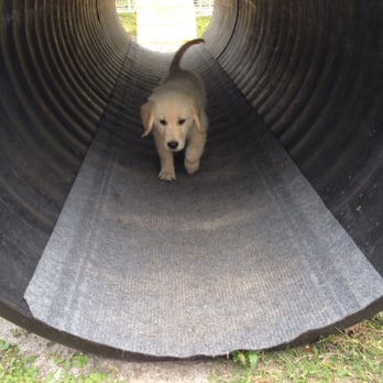 Pawfection Dog Training - 8 weeks and learning to go threw the tunnels! - Pet Training Near Me Pawfection Dog Training - 8 weeks and learning to go threw the tunnels! - Pet Training Near Me