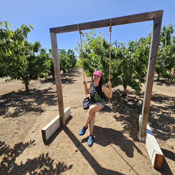 Mariani Orchards Harvest Experience - Why not? Lol - Pick Your Own Farms Near Me - Morgan Hill, California Mariani Orchards Harvest Experience - Why not? Lol - Pick Your Own Farms Near Me - Morgan Hill, California