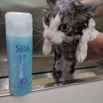 Fuzzy Friends Mobile Pet Spa - Blueberry spa shampoo and facial - Pet Groomers Near Me Fuzzy Friends Mobile Pet Spa - Blueberry spa shampoo and facial - Pet Groomers Near Me