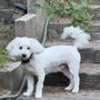 Photo of Doggie Styles