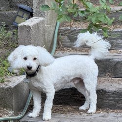 Doggie Styles - The ears & tail show how long his hair was before.  Patti did an excellent job, it was the best experience for my Poodle.