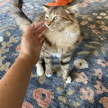 Caroline's Pet Sitting Is Awesome! - Lady playtime! - Pet Sitting Near Me Caroline's Pet Sitting Is Awesome! - Lady playtime! - Pet Sitting Near Me