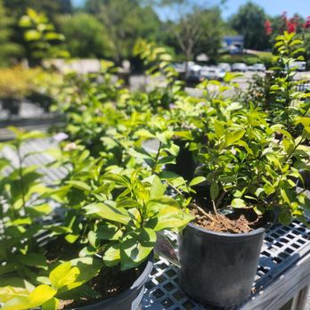 Atlantic Gardening Company - Nurseries & Gardening Near Me - Raleigh, North Carolina