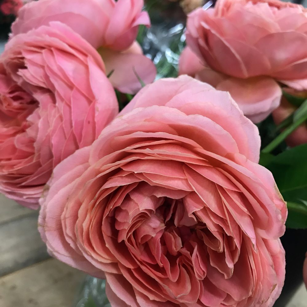 Cali Wholesale Flowers - Wholesalers Near Me - Carlsbad, California Cali Wholesale Flowers - Wholesalers Near Me - Carlsbad, California