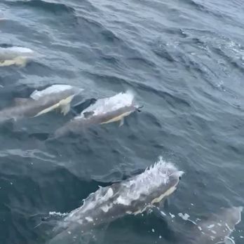 Catamaran Excursions - Screen shot from the dolphin video we have! - Boat Tours Near Me