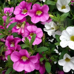 B & W Floral Design - Petunia flower.