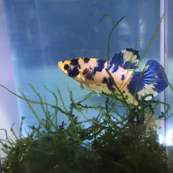360 Aquatic - Local Fish Stores Near Me - Houston, Texas