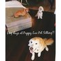 Photo of Puppy Luv Pet Sitting