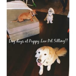 Puppy Luv Pet Sitting - Another day at Puppy Luv Pet Sitting.