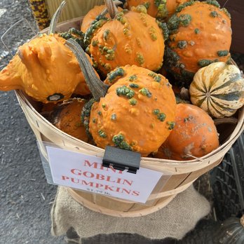 Scott's Farm Store - Goblin pumpkins - Fruits & Veggies Near Me - Old Saybrook, Connecticut Scott's Farm Store - Goblin pumpkins - Fruits & Veggies Near Me - Old Saybrook, Connecticut