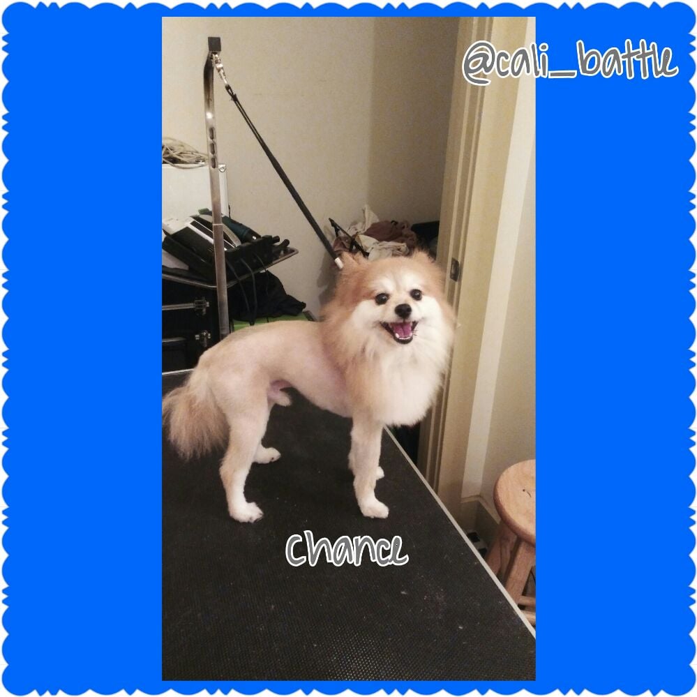 PETFLIXS GROOMING 21 Photos 2115 Piedmont Rd NE, Atlanta,