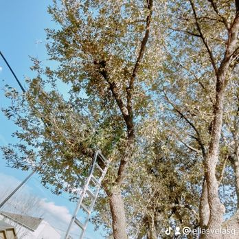 Moises Velasquez - Tree service trimming for more information inbox o call me 7133981765 - Tree Services Near Me - Webster, Texas Moises Velasquez - Tree service trimming for more information inbox o call me 7133981765 - Tree Services Near Me - Webster, Texas