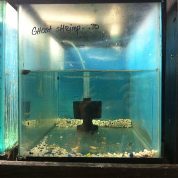 Coastal Aquarium - Ghost Shrimp - Aquarium Services Near Me - Richmond Hill, Georgia Coastal Aquarium - Ghost Shrimp - Aquarium Services Near Me - Richmond Hill, Georgia