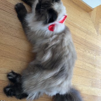 Silvia's Pet Care - Pet Sitting Near Me