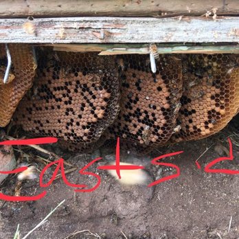AA-Beekeeper - Pest Control Near Me AA-Beekeeper - Pest Control Near Me