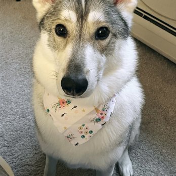 Paradise Pet Salon & Spa - @Azula_the_Shepsky approves! - Pet Groomers Near Me - Chicago, Illinois Paradise Pet Salon & Spa - @Azula_the_Shepsky approves! - Pet Groomers Near Me - Chicago, Illinois