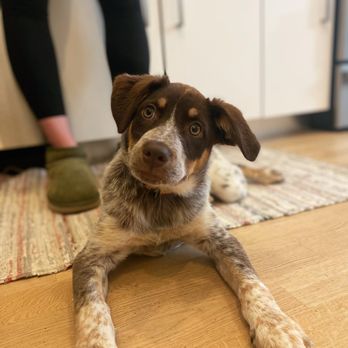 Constellation Dog Academy - Pet Training Near Me Constellation Dog Academy - Pet Training Near Me