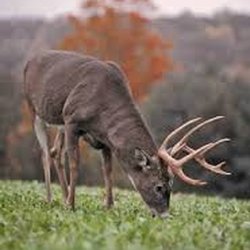 Food plots