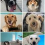 Photo of Countryside kennels