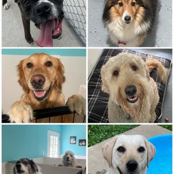 Countryside kennels - So many smiling faces!