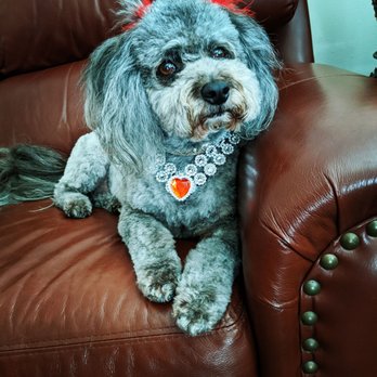Doggie Stylin Grooming - Beautiful Valentine's bling from my most favorite groomers in the world! We love Doggie Styling - Pet Groomers Near Me - Stanton, California Doggie Stylin Grooming - Beautiful Valentine's bling from my most favorite groomers in the world! We love Doggie Styling - Pet Groomers Near Me - Stanton, California