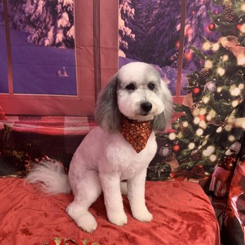 Harrie Paws - Pet Groomers Near Me Harrie Paws - Pet Groomers Near Me