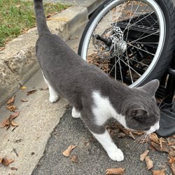 Mittens Pop Up Bike Shop