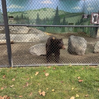 Cat Tales Wildlife Center - Oscar the black bear - Amusement Parks Near Me - Spokane, Washington Cat Tales Wildlife Center - Oscar the black bear - Amusement Parks Near Me - Spokane, Washington