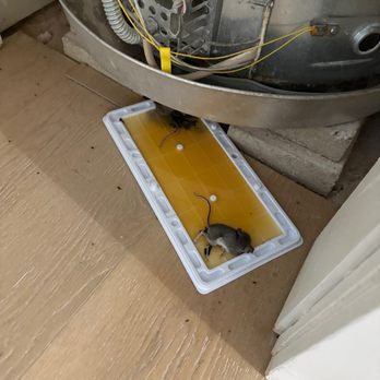 Big Bear Vacations - Dead mice! - Vacation Rentals Near Me - Big Bear Lake, California Big Bear Vacations - Dead mice! - Vacation Rentals Near Me - Big Bear Lake, California