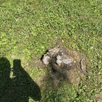 The Davey Tree Expert Company - Tree stump they left - Tree Services Near Me - Monroeville, Pennsylvania The Davey Tree Expert Company - Tree stump they left - Tree Services Near Me - Monroeville, Pennsylvania