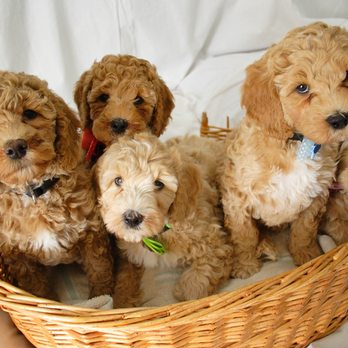 Bluevale Meadows Australian Labradoodles - Our first doodle crew - taken the day before they went to their forever homes. Aren't they adorable!? - Pet Breeders Near Me - Wingham, Ontario Bluevale Meadows Australian Labradoodles - Our first doodle crew - taken the day before they went to their forever homes. Aren't they adorable!? - Pet Breeders Near Me - Wingham, Ontario