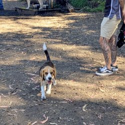 Joaquin Miller Dog Park - Finished drinking water