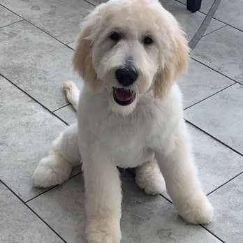 Classy K9 Cuts - My handsome boy after his grooming session with Jason. - Pet Groomers Near Me - Frisco, Texas