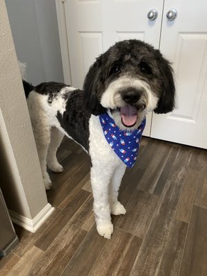 Doggie Style Bowtique