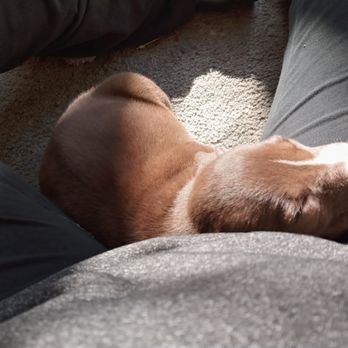 Delta Humane Society - She loves to snuggle and be up under you when she sleeps - Animal Shelters Near Me - Stockton, California Delta Humane Society - She loves to snuggle and be up under you when she sleeps - Animal Shelters Near Me - Stockton, California