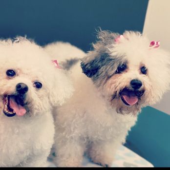 Top Flight Paw Salon - As you can see my fur babies liked their haircut - Pet Groomers Near Me - Chicago, Illinois Top Flight Paw Salon - As you can see my fur babies liked their haircut - Pet Groomers Near Me - Chicago, Illinois