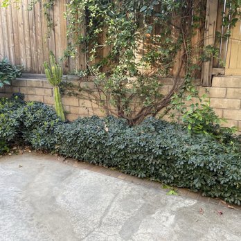 Premier Tree Experts - Before the removal - Tree Services Near Me - Orange, California